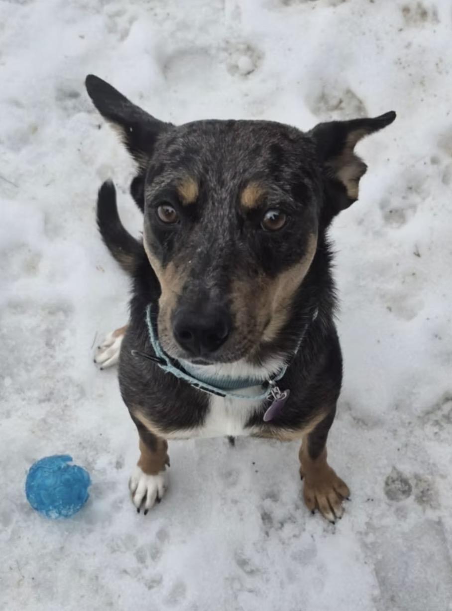 Enlarge Dolly, a ADOPTABLE mixed breed in Thornhill, ON image 2/3