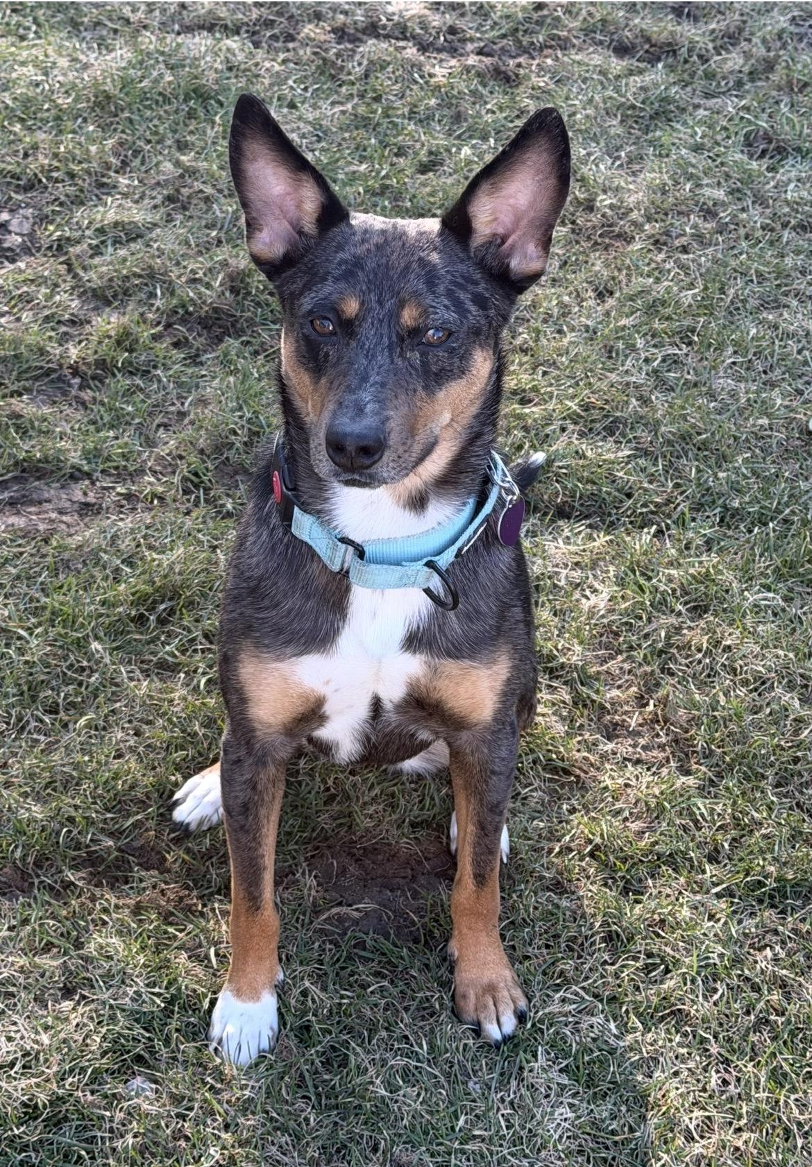 Dolly, ADOPTABLE, Young Female Australian Cattle Dog / Blue Heeler.
