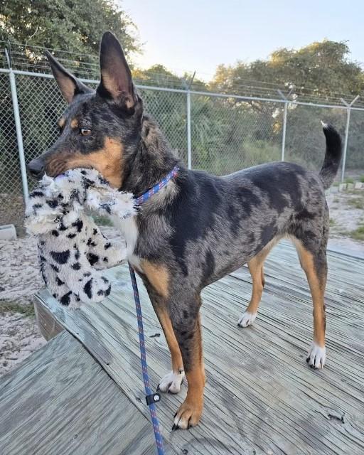 Enlarge Dolly, a ADOPTABLE mixed breed in Thornhill, ON image 3/3