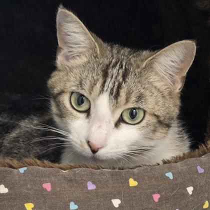 Kendall, Adoptable, Adult Female Domestic Short Hair & Domestic Short Hair.