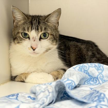 Enlarge Kendall, a Adoptable mixed breed in Voorhees, NJ image 2/3