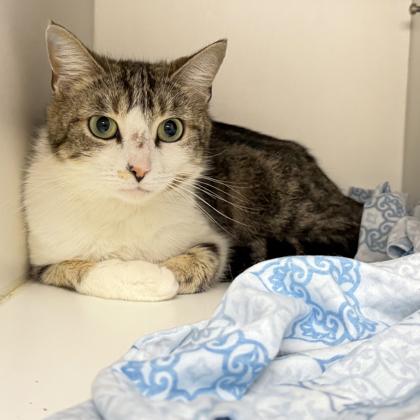 Enlarge Kendall, a Adoptable mixed breed in Voorhees, NJ image 3/3