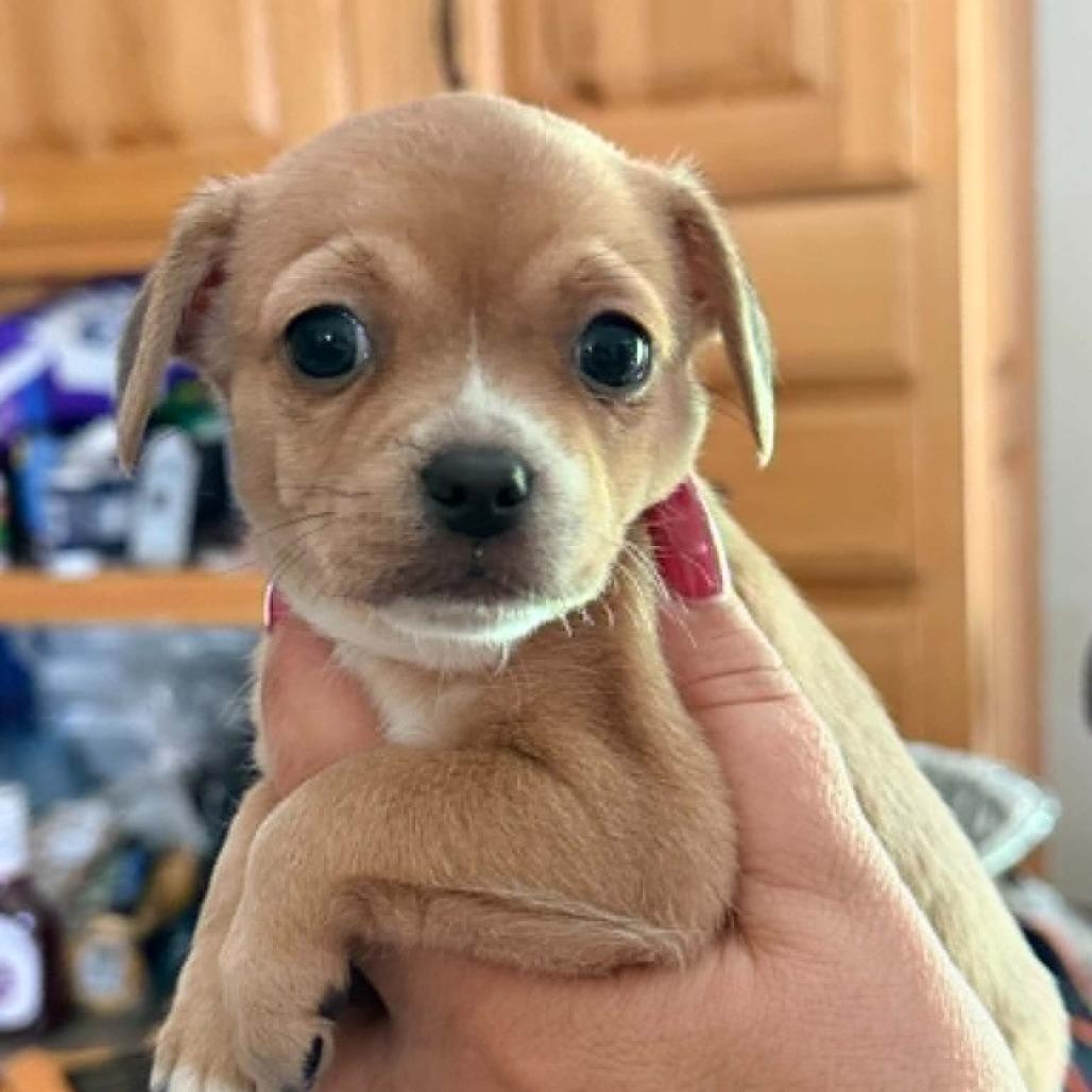 Enlarge Rose, a Adoptable mixed breed in Tomah, WI image 1/1