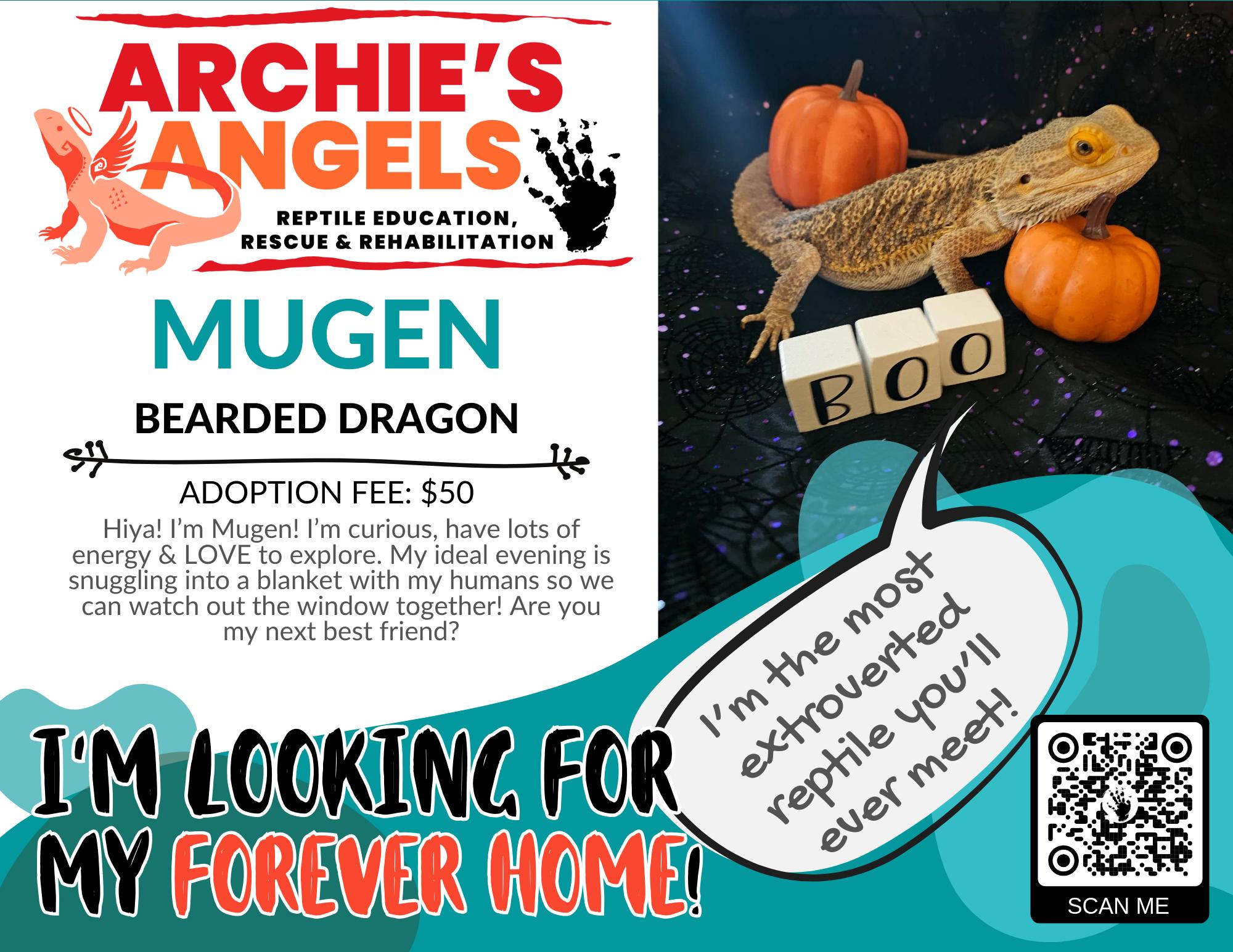Mugen, ADOPTABLE, Adult Unknown Bearded Dragon.