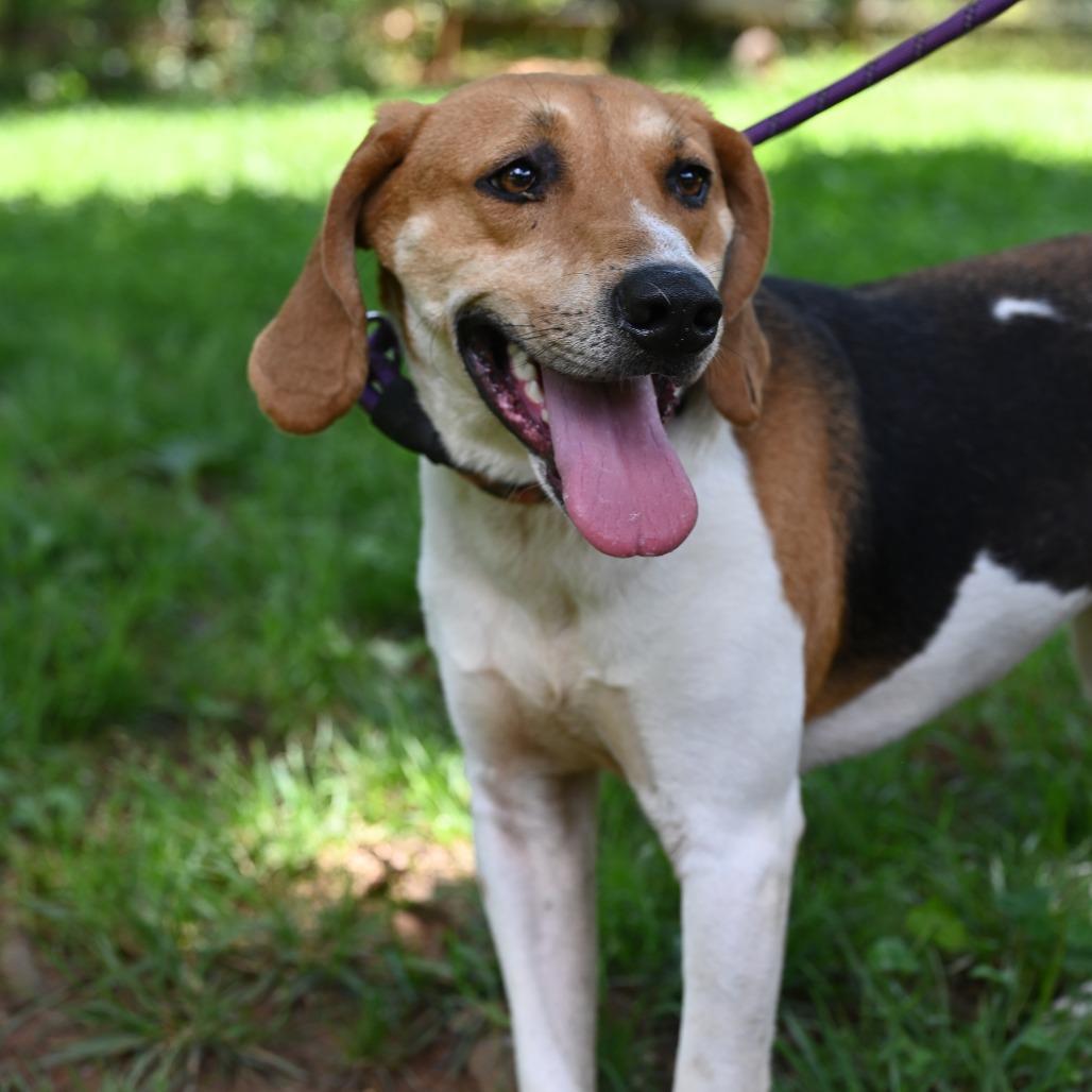 Alvin, Adoptable, Adult Male Treeing Walker Coonhound.