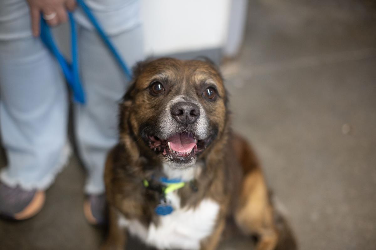 Enlarge Oscar, a Adoptable Pit Bull Terrier in Mountain Home, AR image 1/1