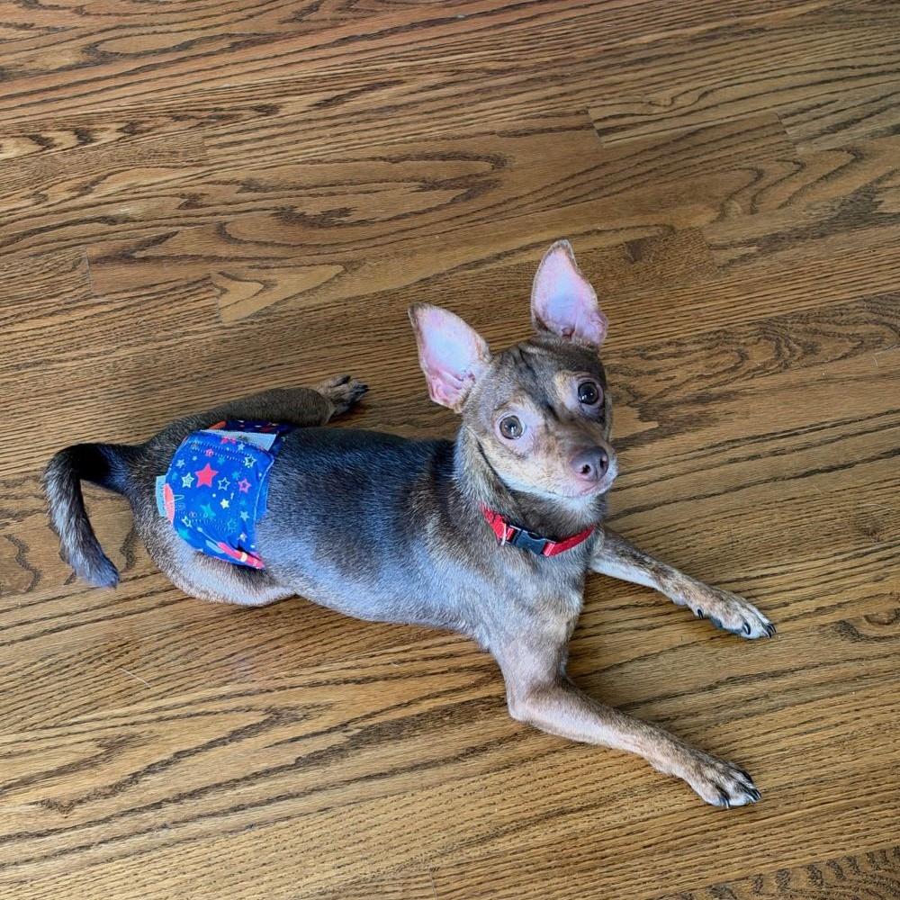 Enlarge Kyle - your silly BFF, a Adoptable mixed breed in Barrington, IL image 2/5