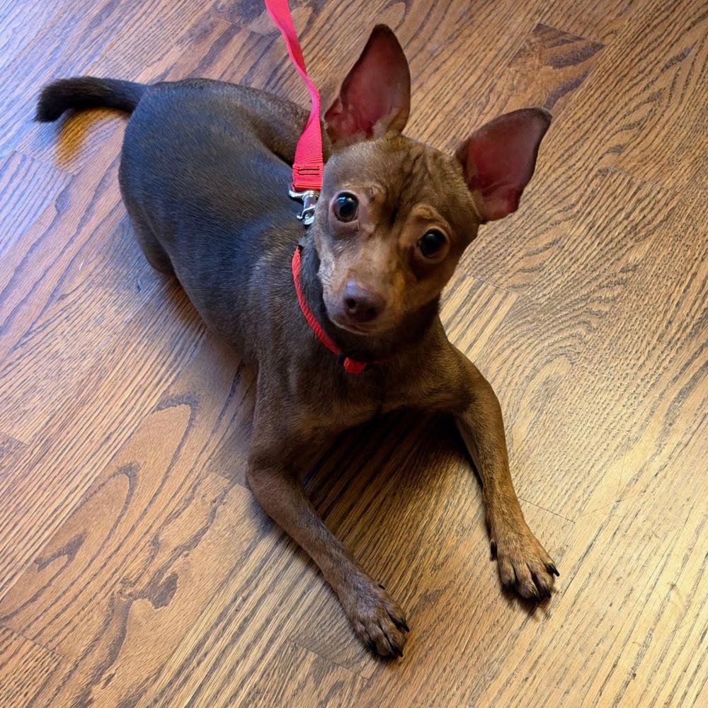 Enlarge Kyle - your silly BFF, a Adoptable mixed breed in Barrington, IL image 4/5