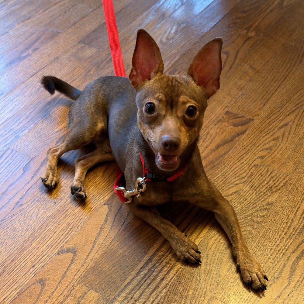 Kyle - your silly BFF, Adoptable, Young Male Miniature Pinscher & Chihuahua.