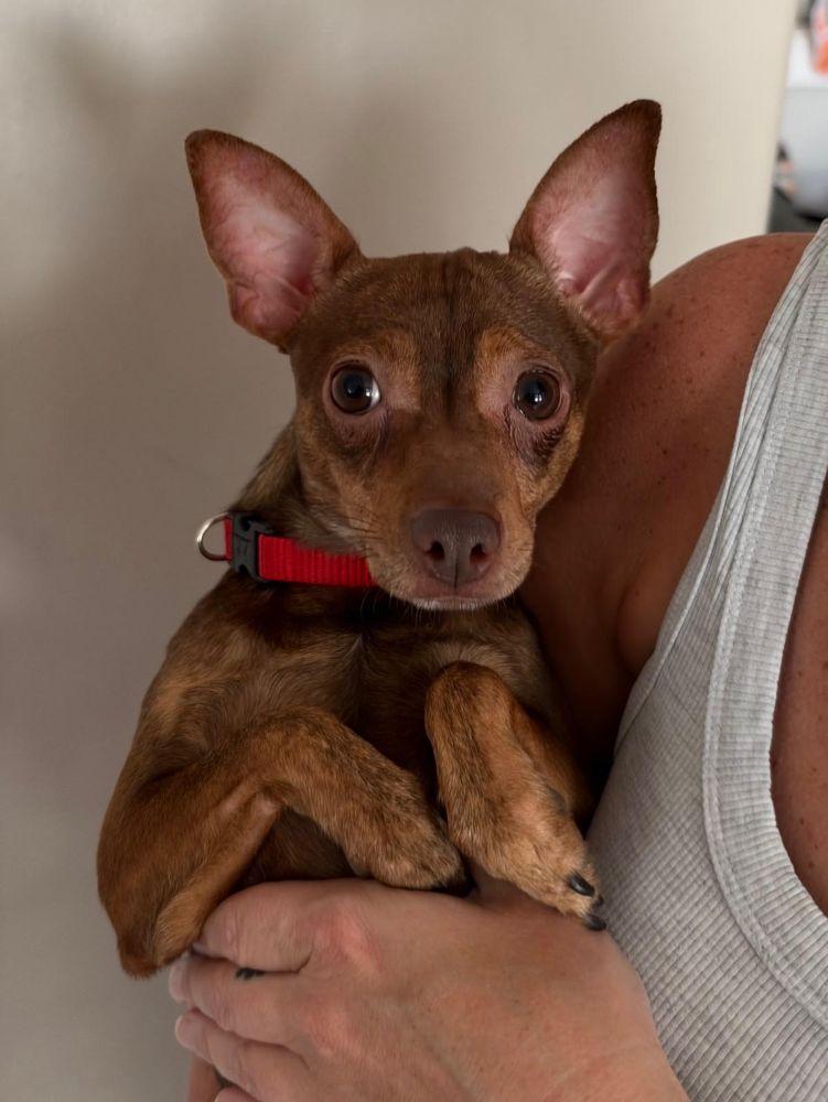 Enlarge Kyle - your silly BFF, a Adoptable mixed breed in Barrington, IL image 3/5