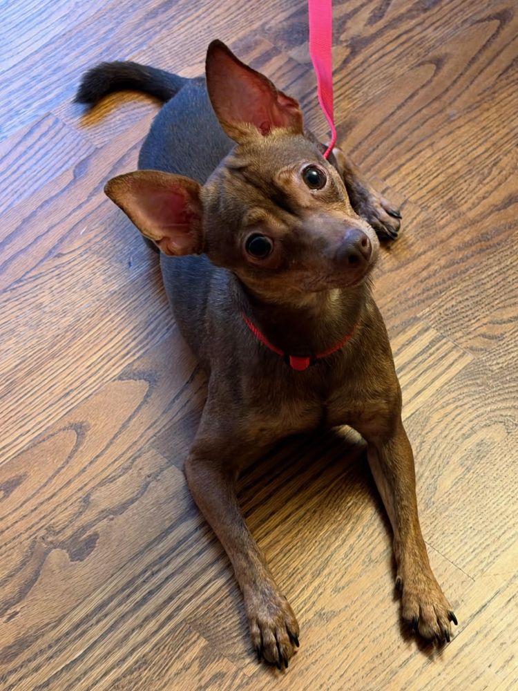 Enlarge Kyle - your silly BFF, a Adoptable mixed breed in Barrington, IL image 5/5