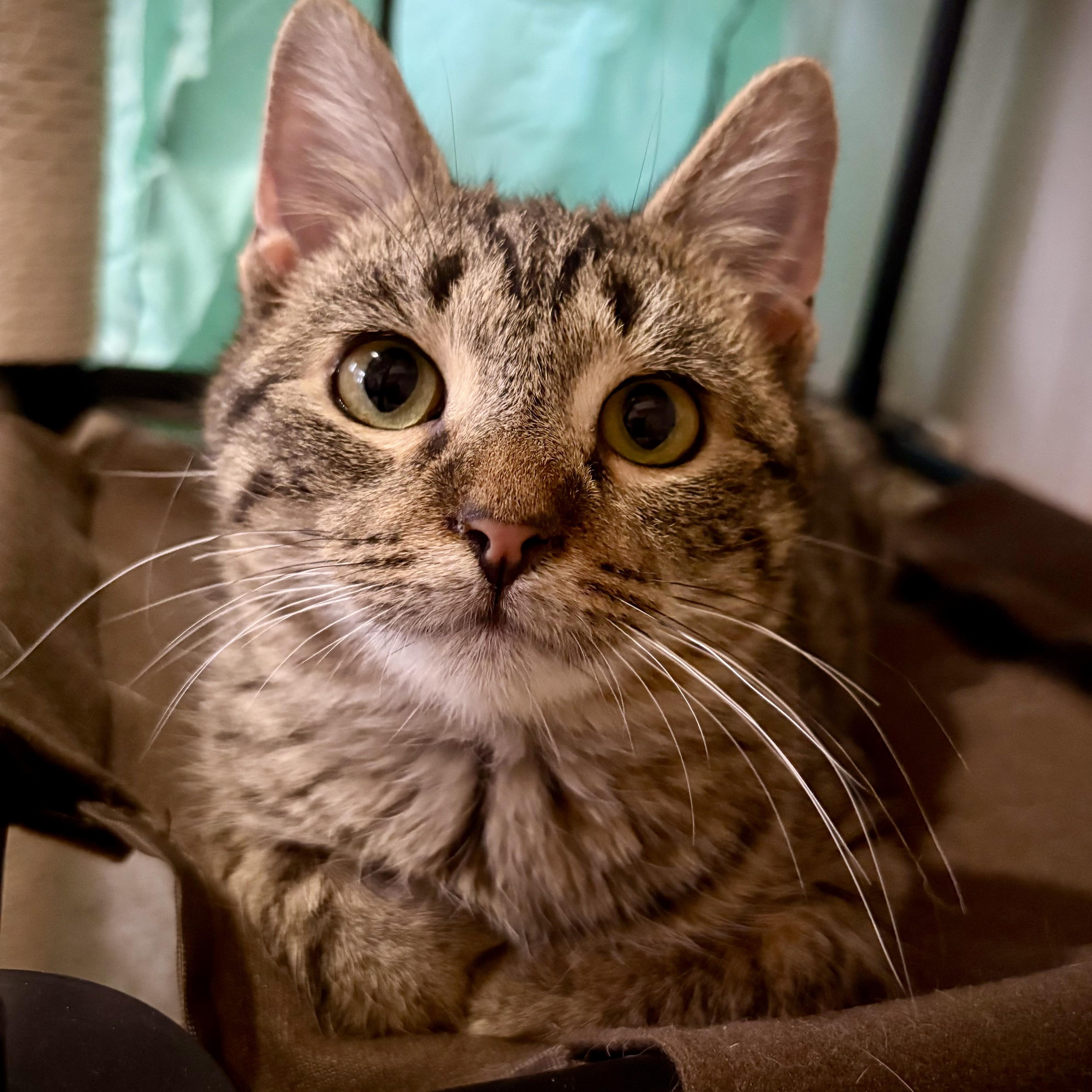 Luke, a Adoptable Domestic Short Hair in Murphysboro, IL image 2/4