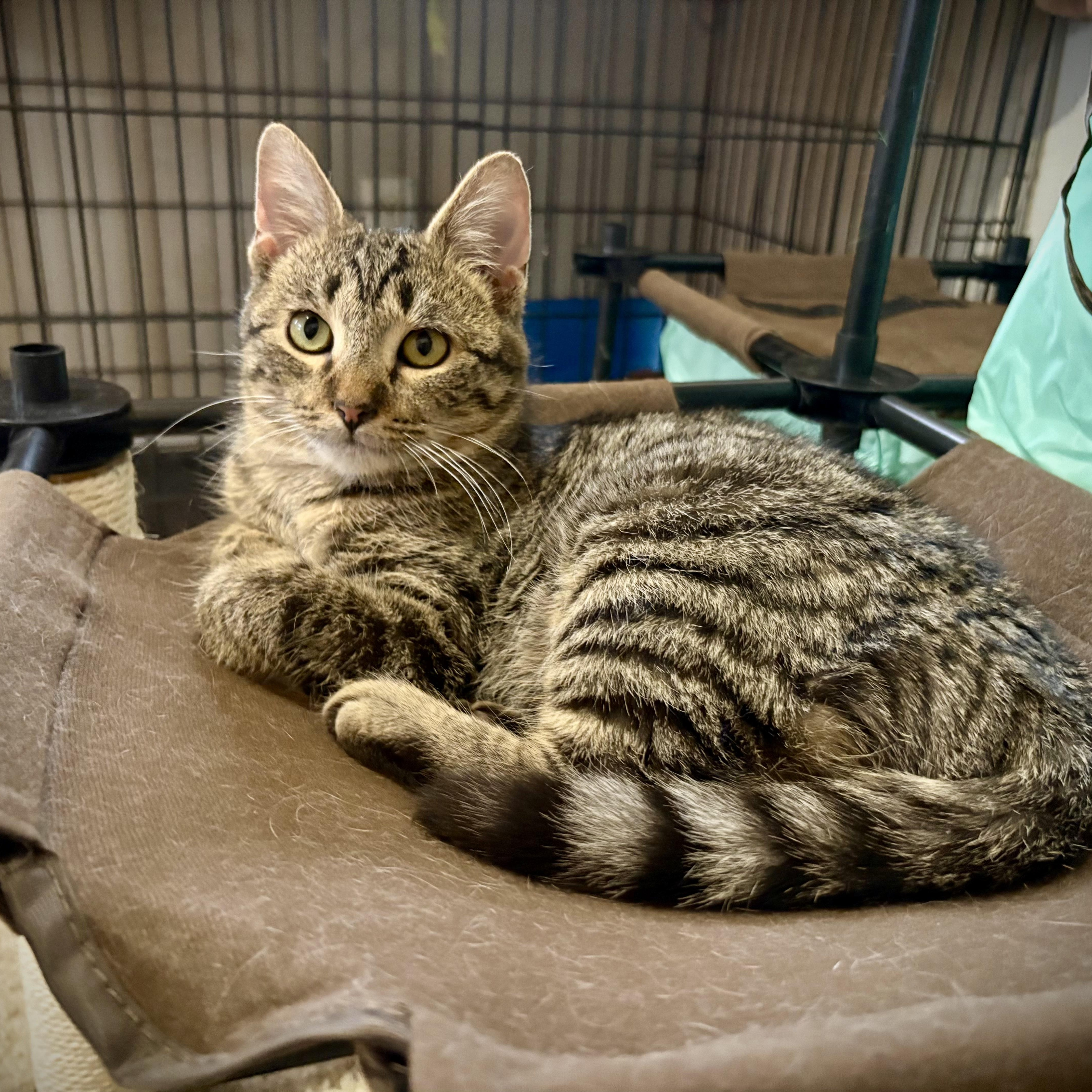 Luke, a Adoptable Domestic Short Hair in Murphysboro, IL image 1/4
