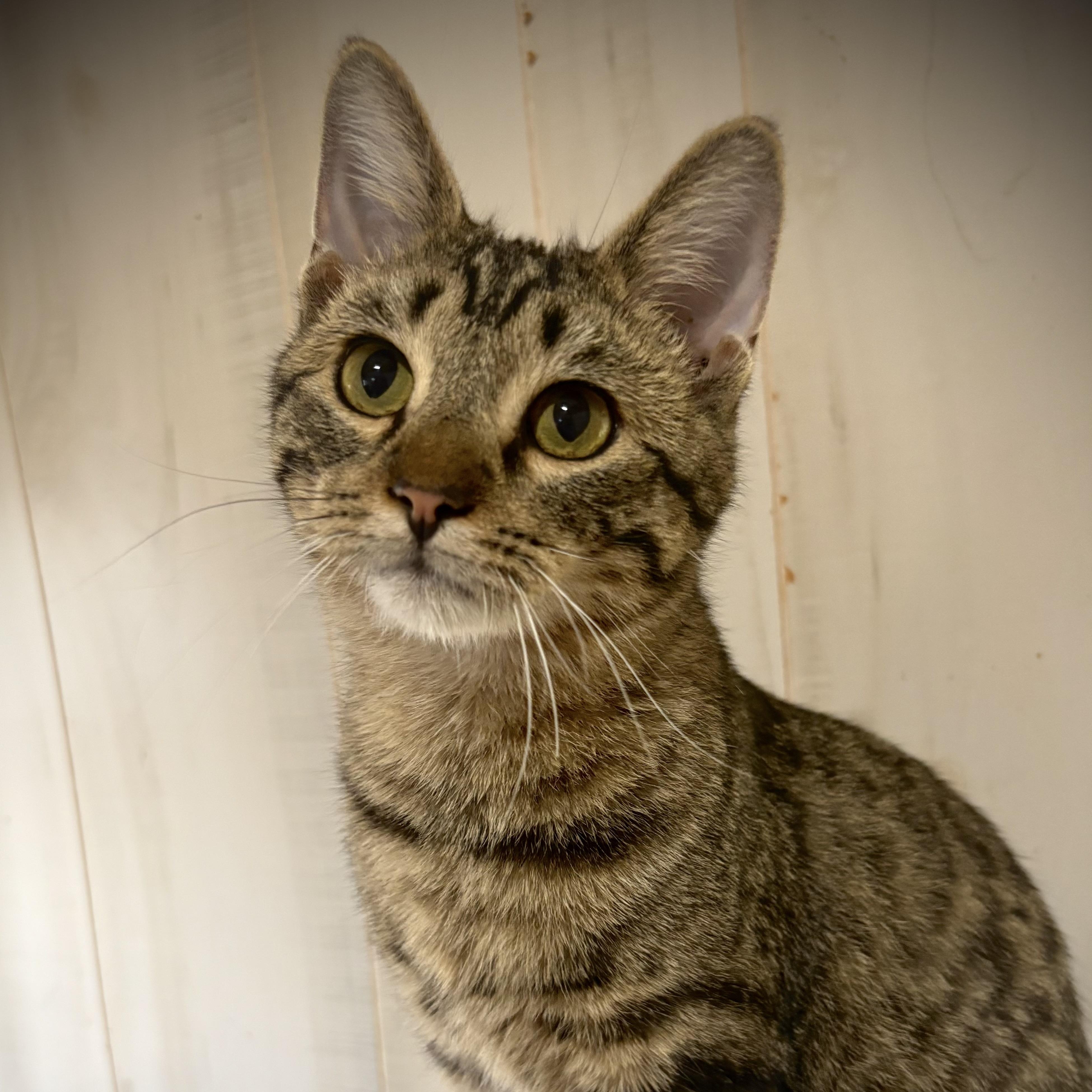 Luke, a Adoptable Domestic Short Hair in Murphysboro, IL image 3/4