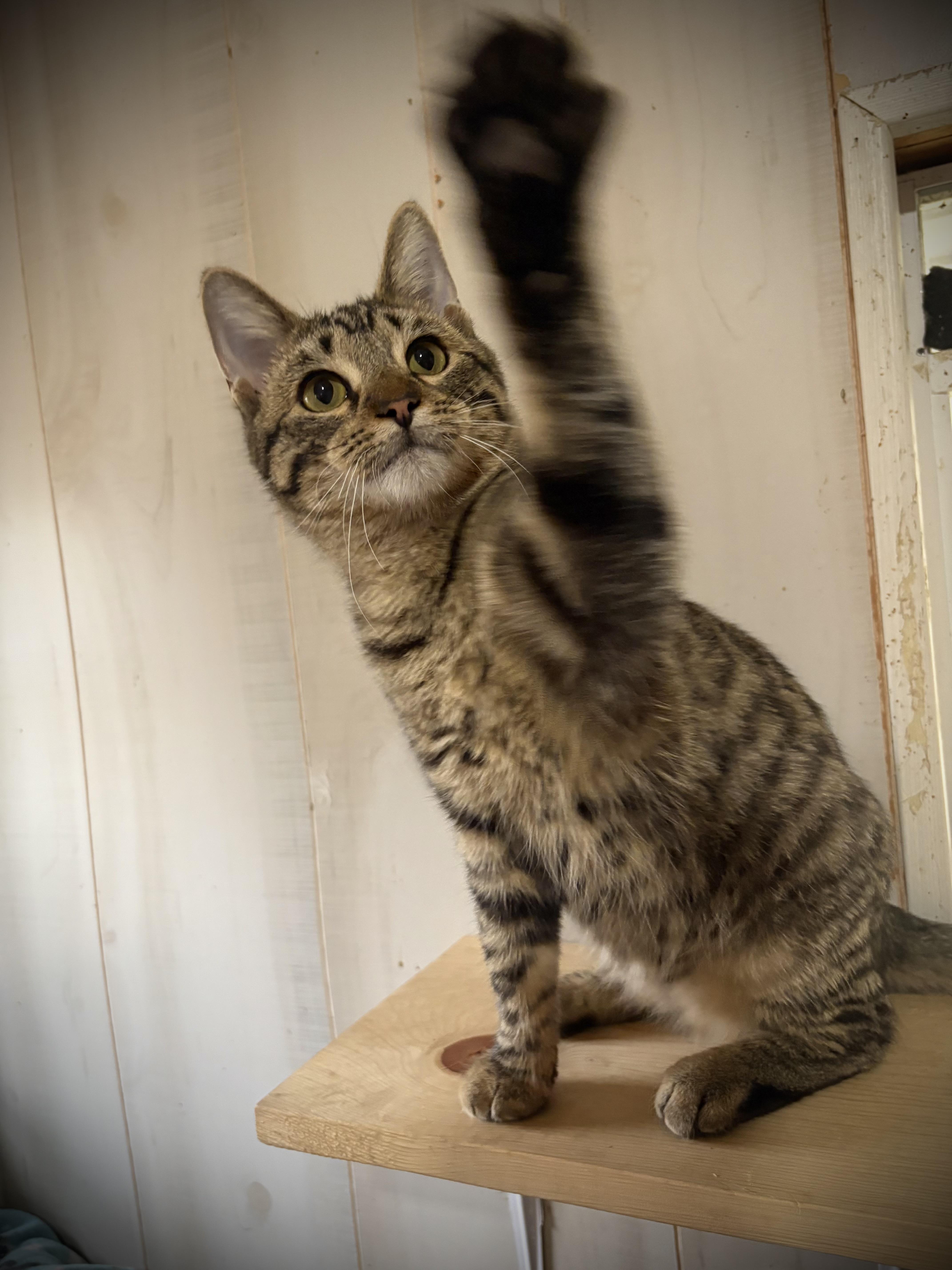 Luke, a Adoptable Domestic Short Hair in Murphysboro, IL image 4/4