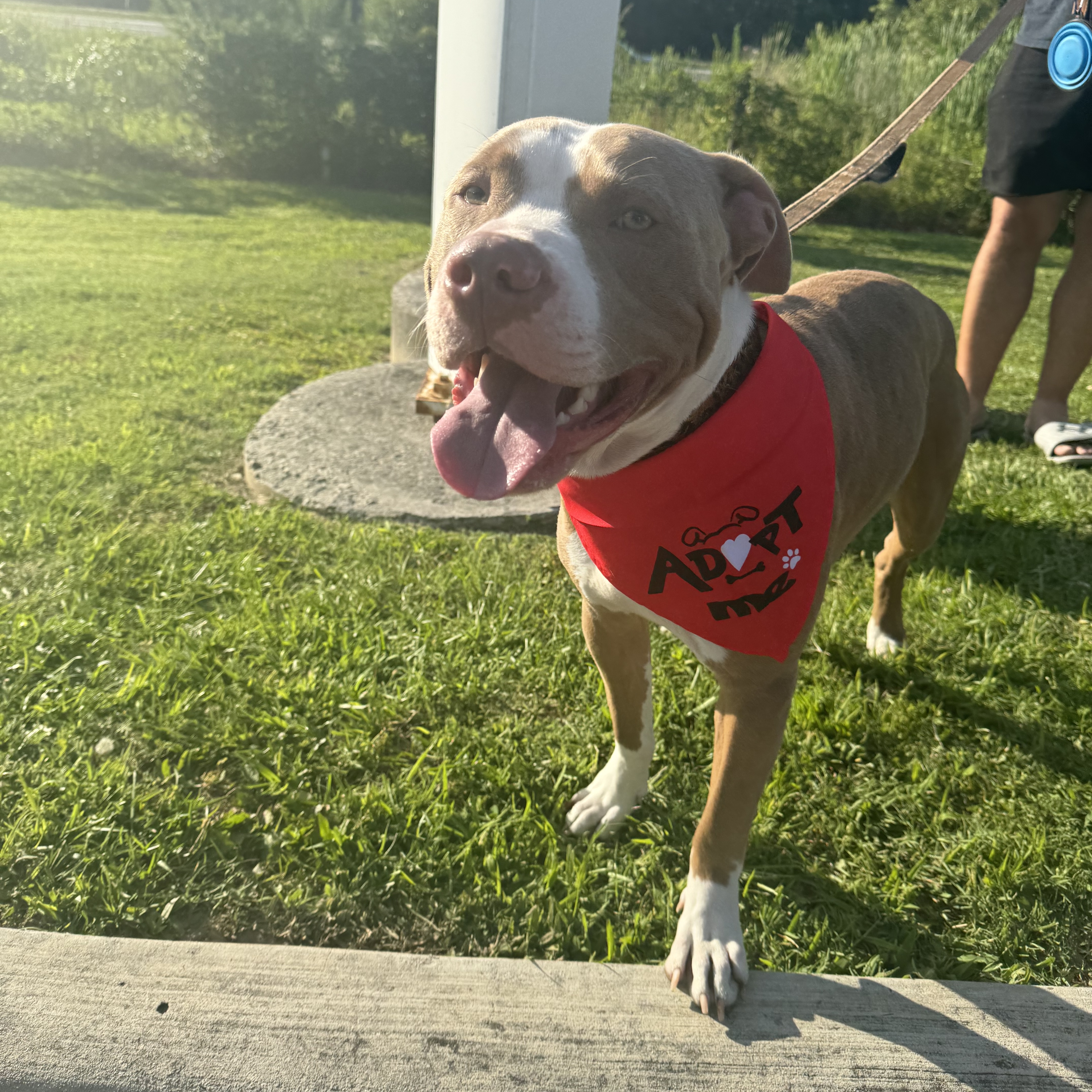 Bubba, an adoptable Mixed Breed in Calabash, NC, 28467 | Photo Image 4