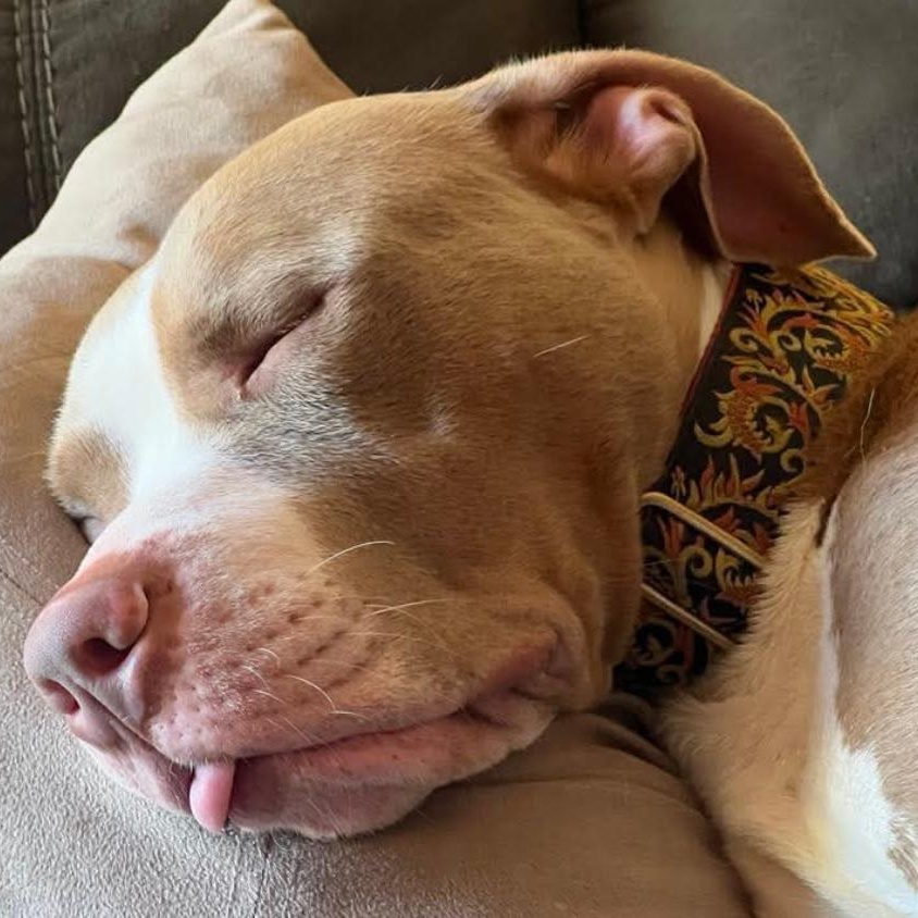 Bubba, a Adoptable Mixed Breed in Calabash, NC image 5/6