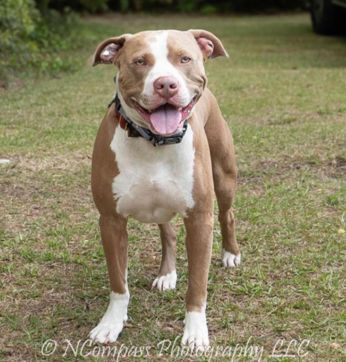Bubba, an adoptable Mixed Breed in Calabash, NC, 28467 | Photo Image 2