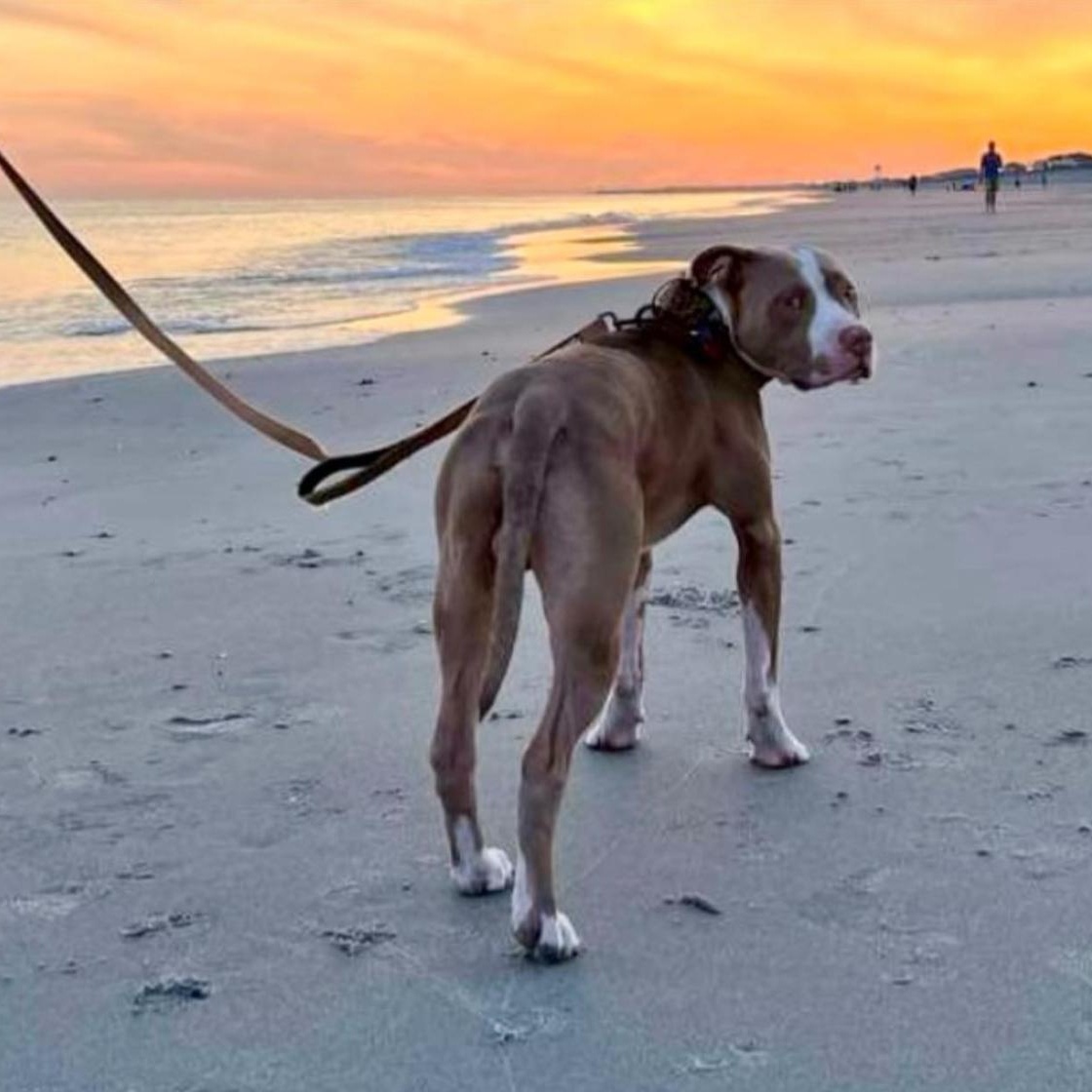 Bubba, a Adoptable Mixed Breed in Calabash, NC image 3/6