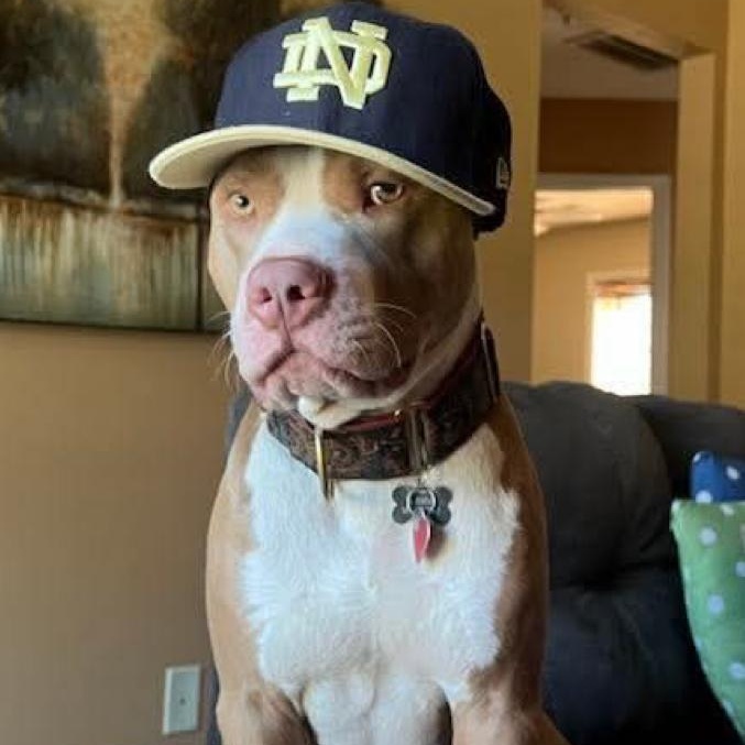 Bubba, a Adoptable Mixed Breed in Calabash, NC image 2/6