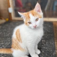 Gizmo, an adopted mixed breed in Hawley, PA image 3/5