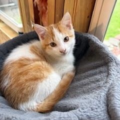 Gizmo, an adopted mixed breed in Hawley, PA image 1/5