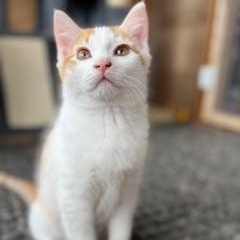 Gizmo, an adopted mixed breed in Hawley, PA image 4/5