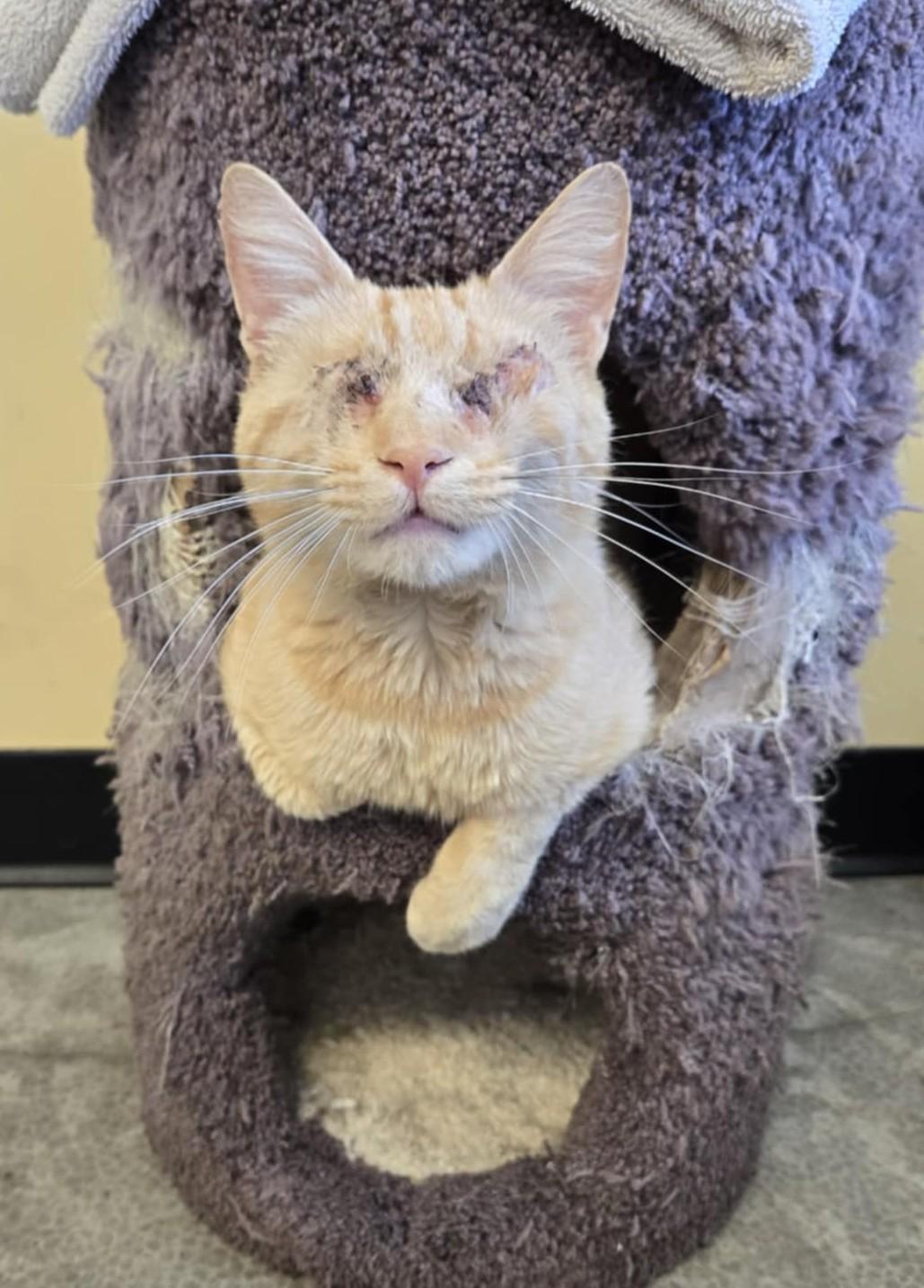 Mr. Magoo, Adult Male Domestic Short Hair
