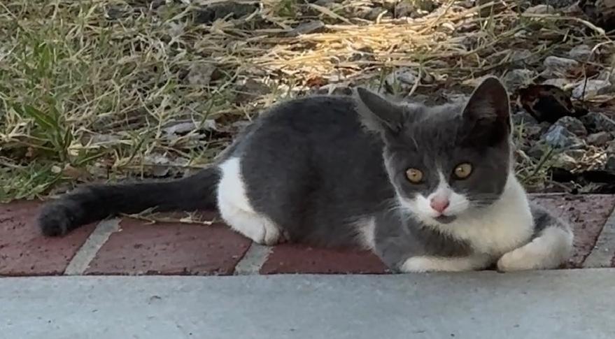 Junior, a Adoptable Domestic Short Hair in Sherman Oaks, CA image 3/6