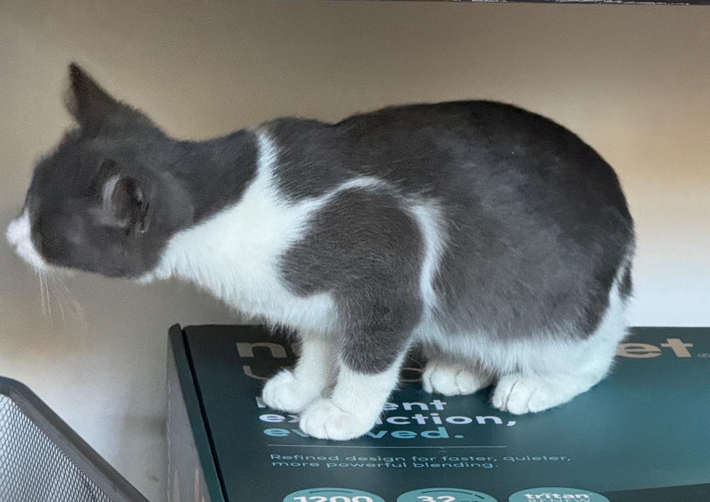 Junior, a Adoptable Domestic Short Hair in Sherman Oaks, CA image 4/6