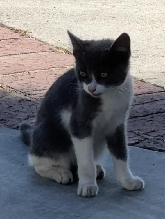 Junior, a Adoptable Domestic Short Hair in Sherman Oaks, CA image 5/6