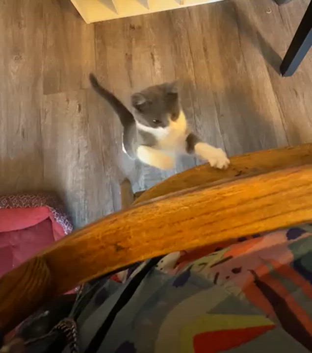 Enlarge Junior, a Adoptable Domestic Short Hair in Sherman Oaks, CA video 6/6