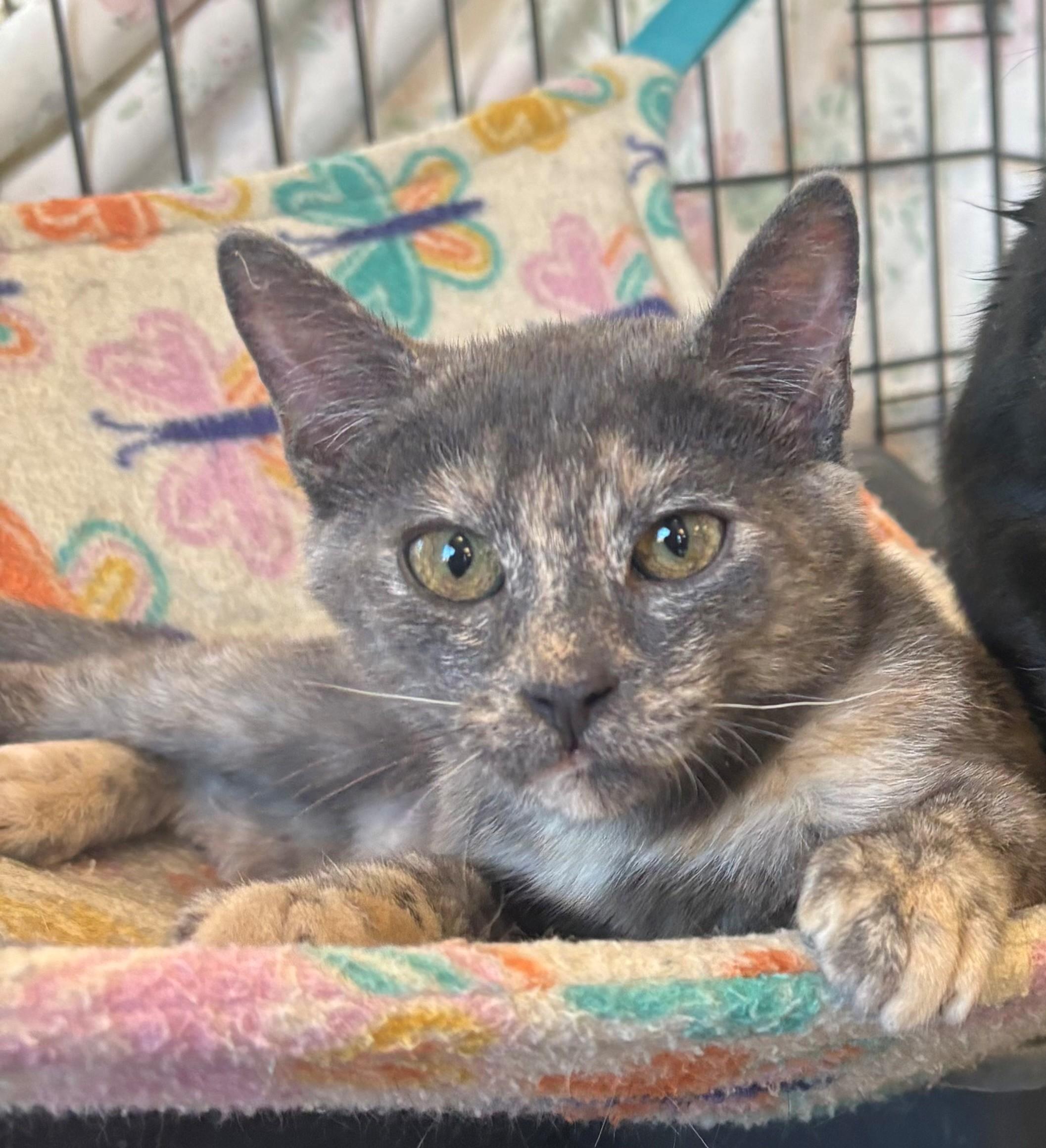 Sardinia, Adoptable, Young Female Domestic Short Hair.