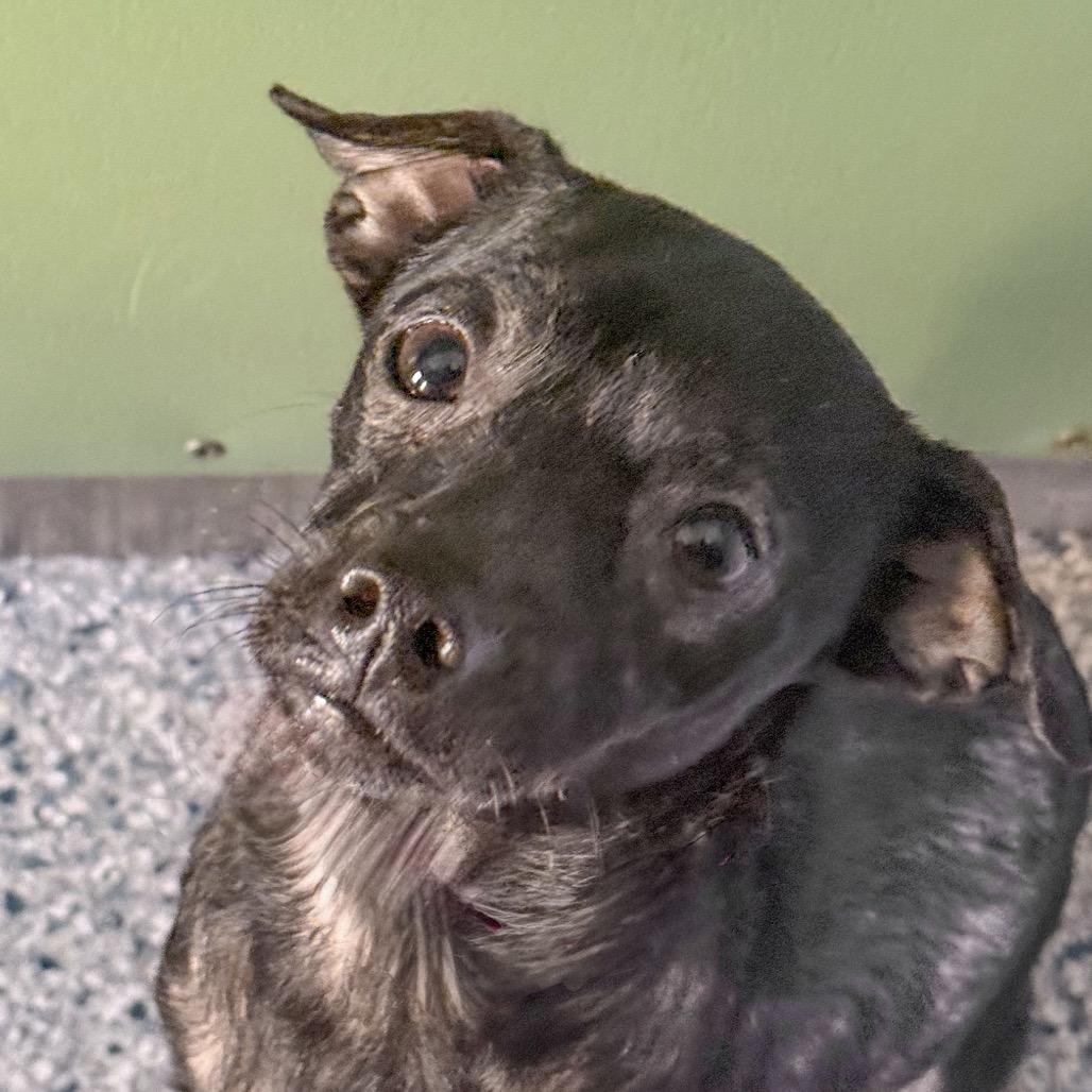 Cass, Adoptable, Young Male Chihuahua & Mixed Breed.