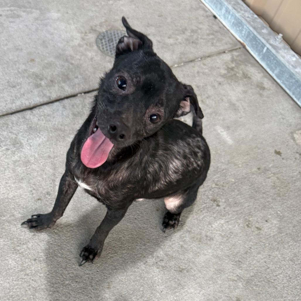Enlarge Cass, a Adoptable mixed breed in Emporia, KS image 2/3