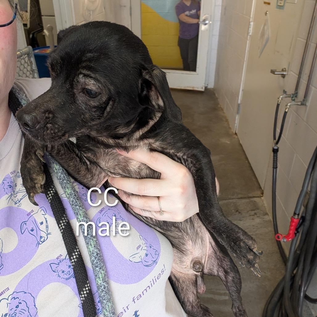 Enlarge Cass, a Adoptable mixed breed in Emporia, KS image 3/3