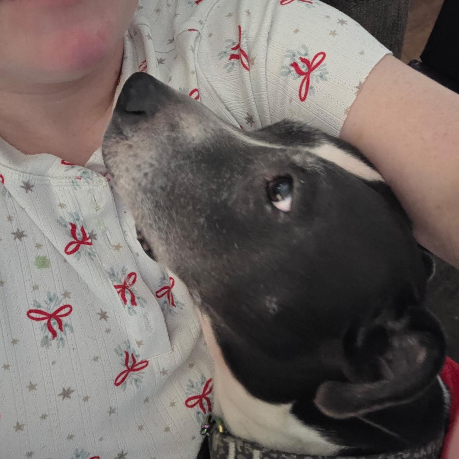 GLADYS (Loving, Good with People Including Kids, Other Dogs, Affectionate) — thumbnail 3