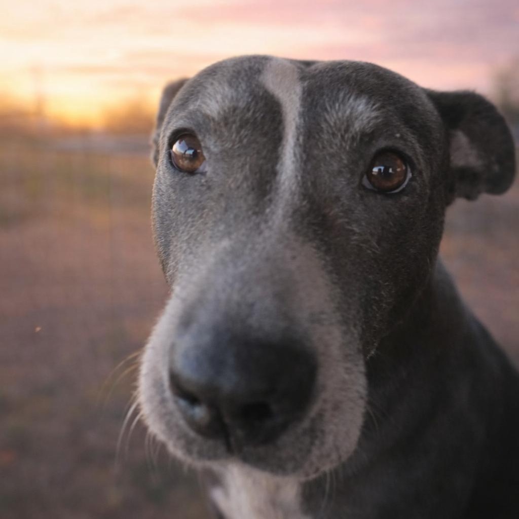 GLADYS (Loving, Good with People Including Kids, Other Dogs, Affectionate) — thumbnail 4