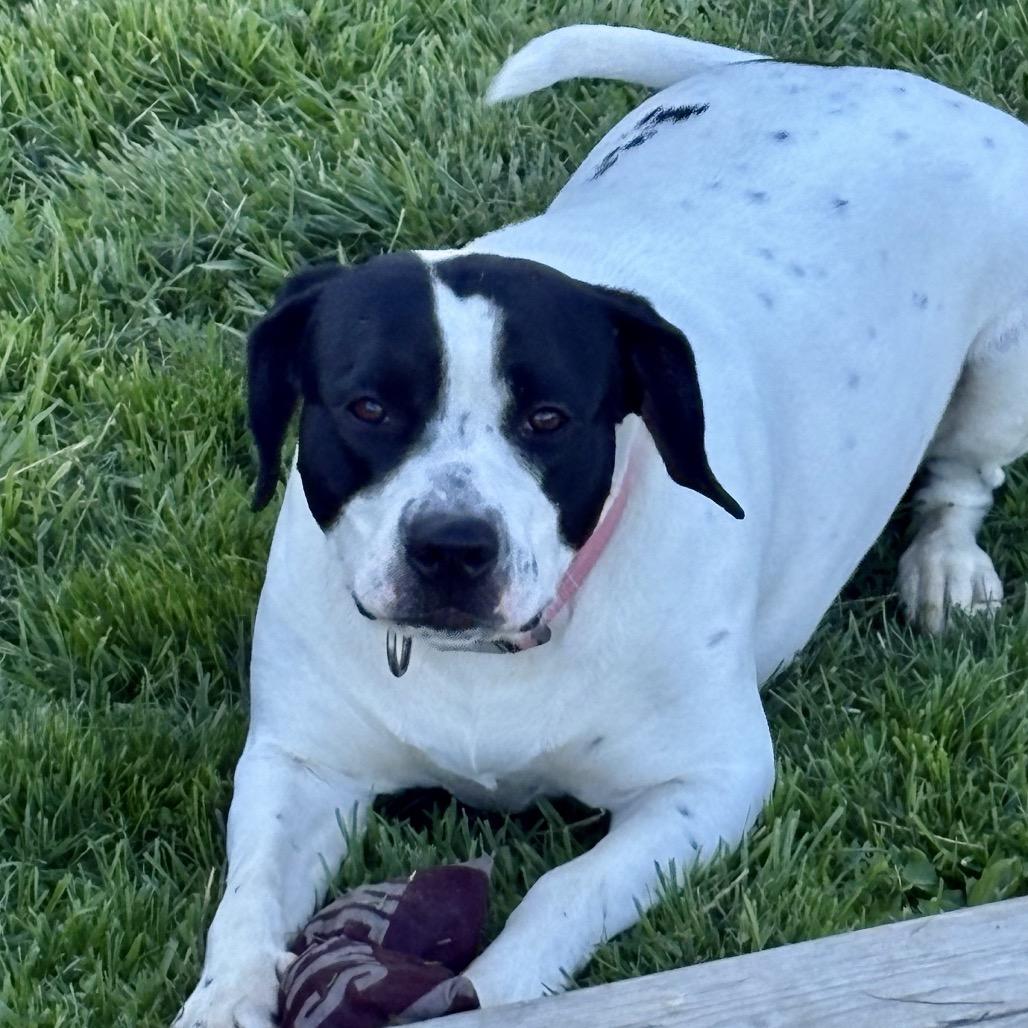 Rosie 20D25, Adoptable, Adult Female Mixed Breed & German Shorthaired Pointer.