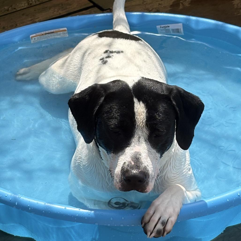 Rosie 20D25, Adoptable, Adult Female Mixed Breed & German Shorthaired Pointer.