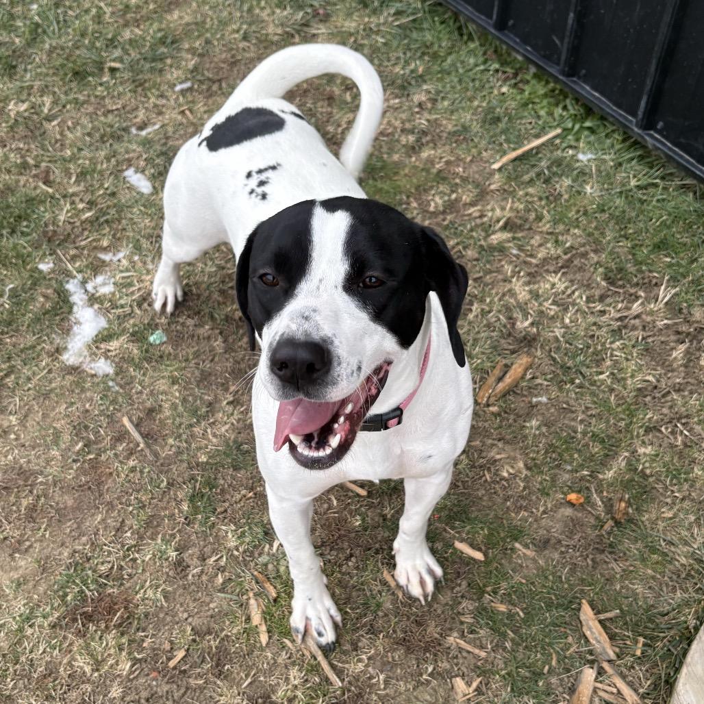 Rosie 20D25, Adoptable, Adult Female Mixed Breed & German Shorthaired Pointer.