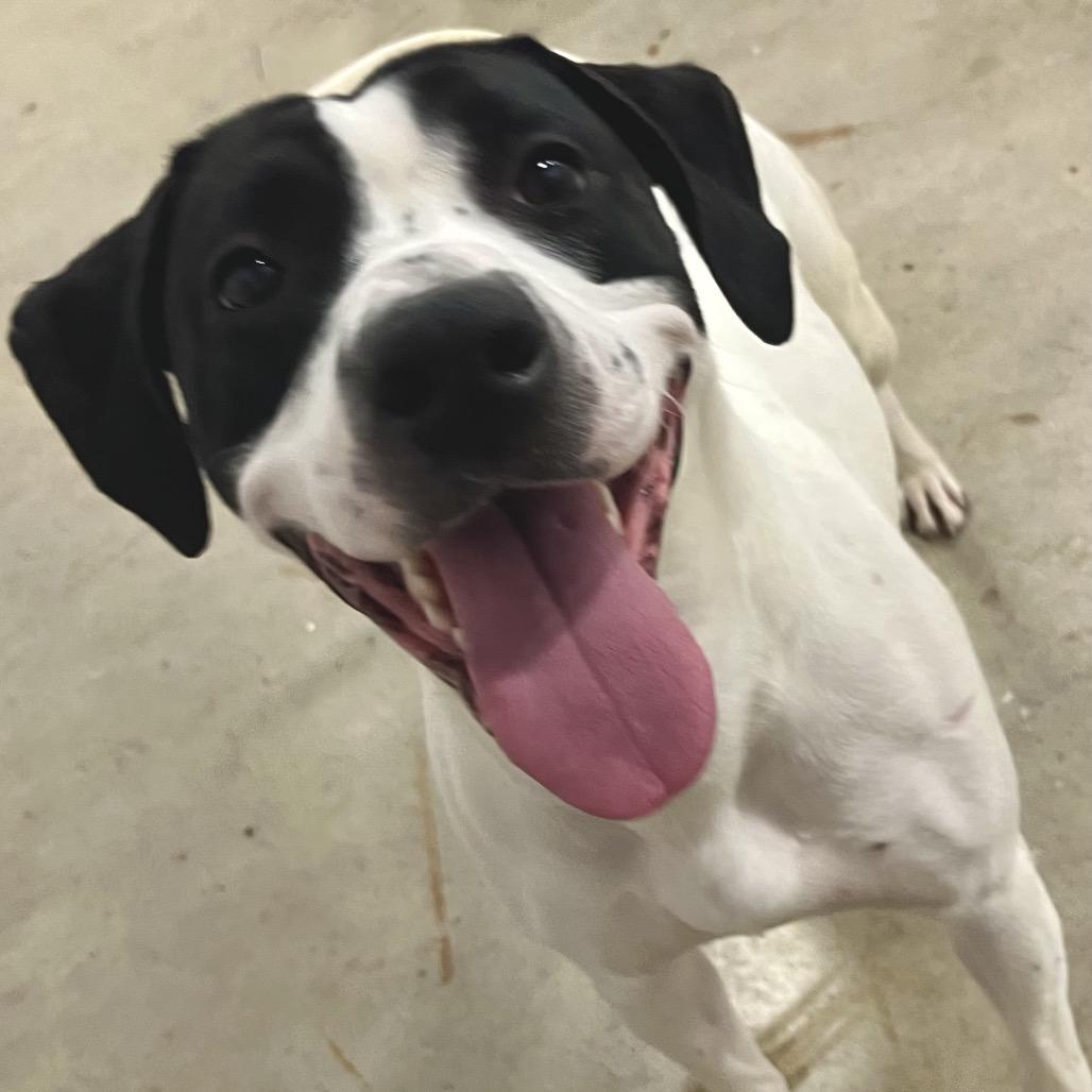 Rosie 20D25, a Adoptable mixed breed in Napoleon, OH image 2/6