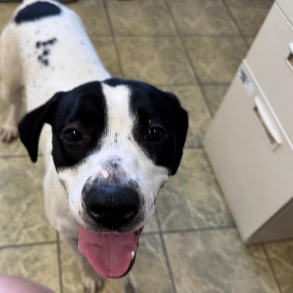 Rosie 20D25, a Adoptable mixed breed in Napoleon, OH image 3/6