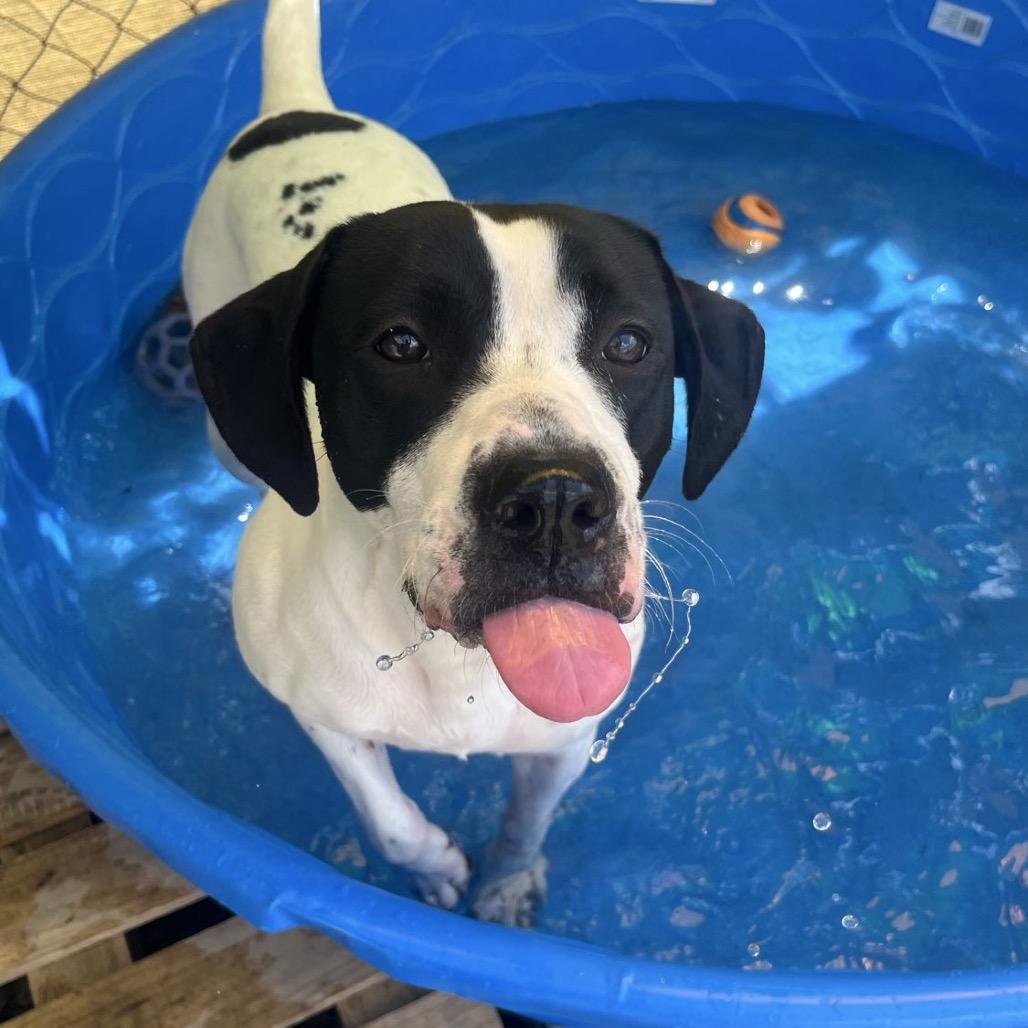 Rosie 20D25, a Adoptable mixed breed in Napoleon, OH image 4/6