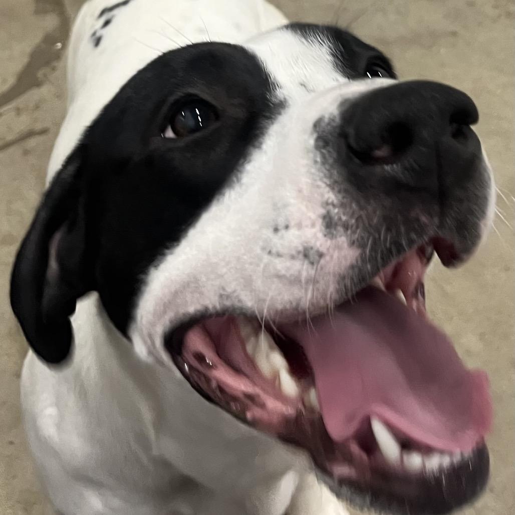 Rosie 20D25, a Adoptable mixed breed in Napoleon, OH image 5/6