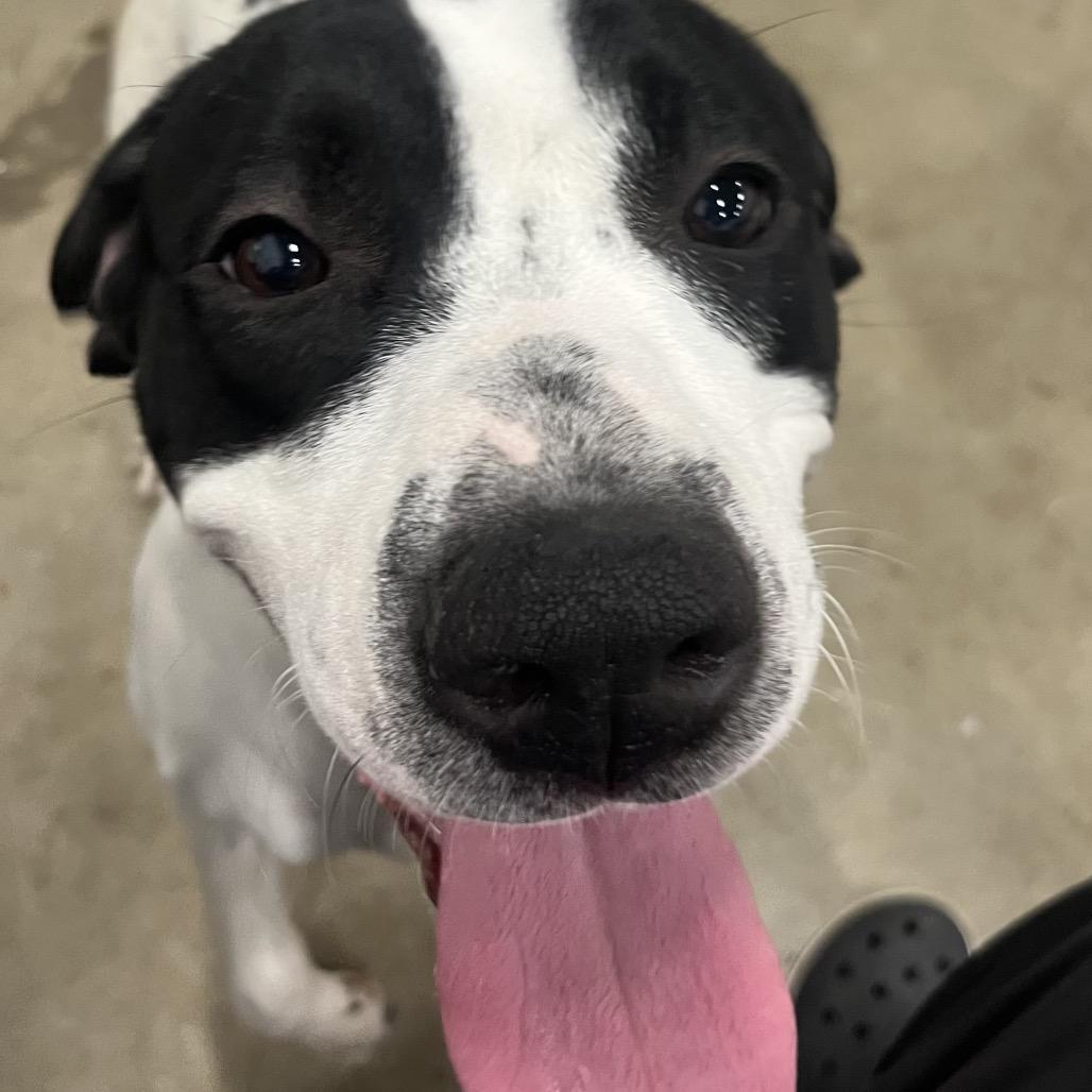 Rosie 20D25, a Adoptable mixed breed in Napoleon, OH image 6/6