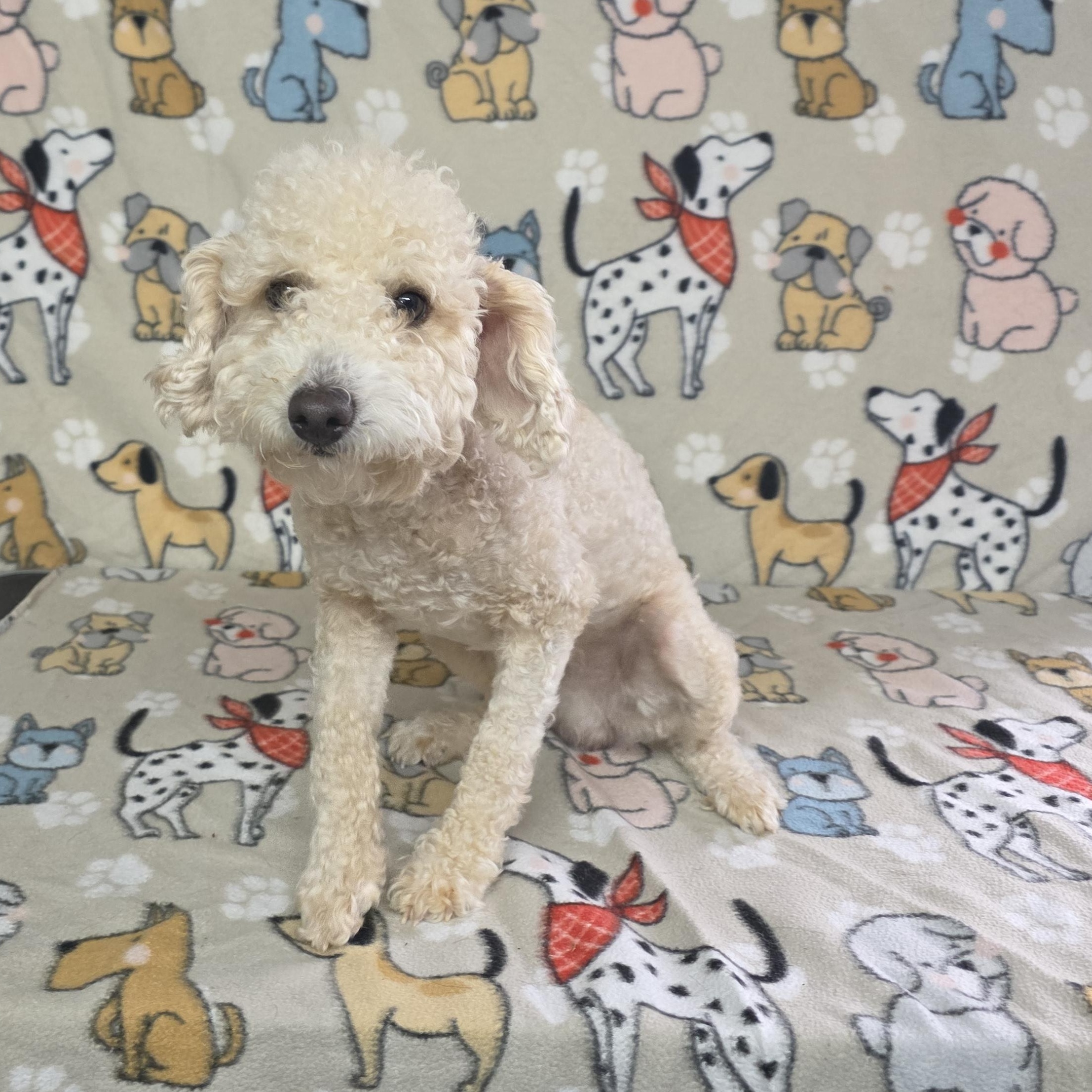 Enlarge Dash, a ADOPTABLE Miniature Poodle in Dallas, GA image 2/3