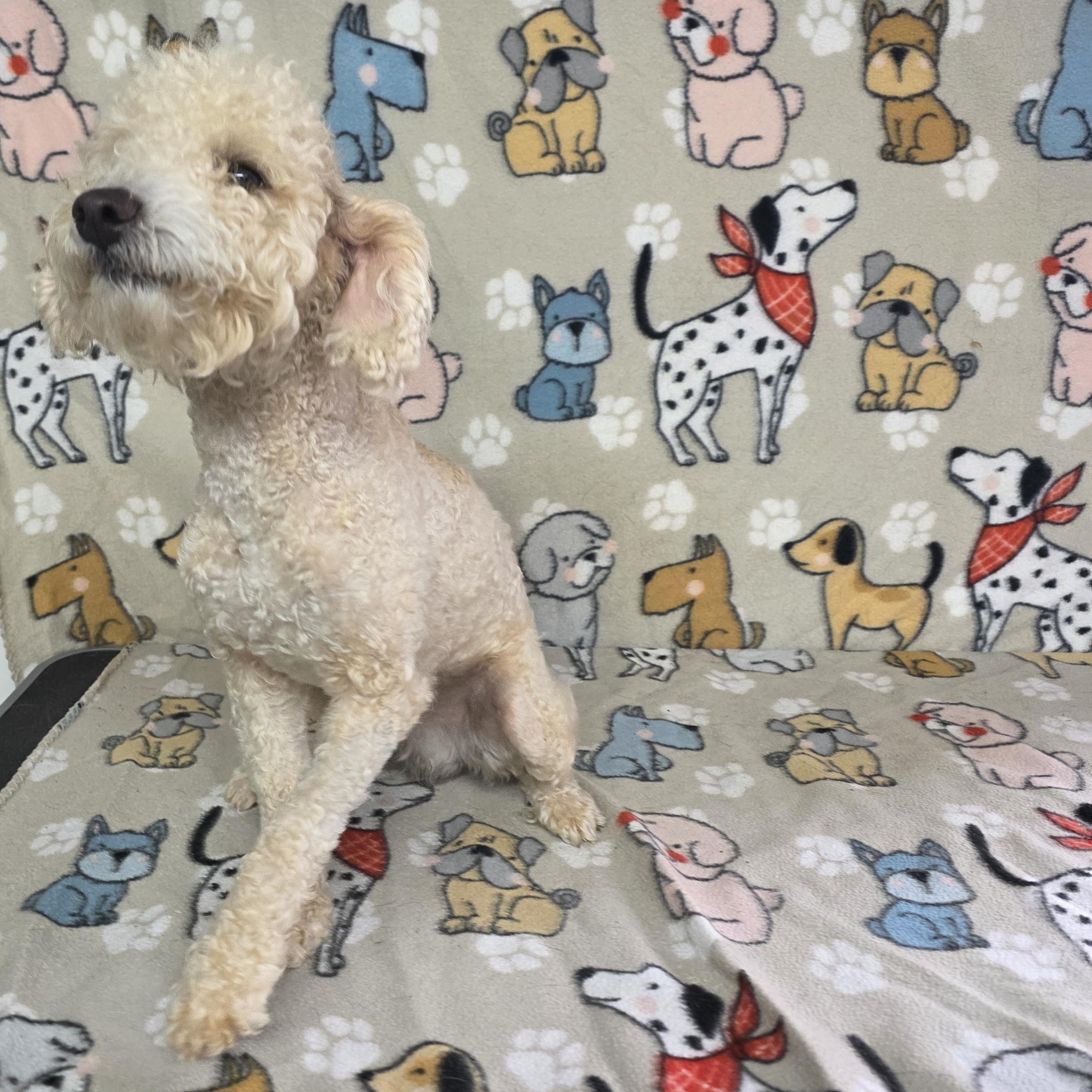 Enlarge Dash, a ADOPTABLE Miniature Poodle in Dallas, GA image 3/3