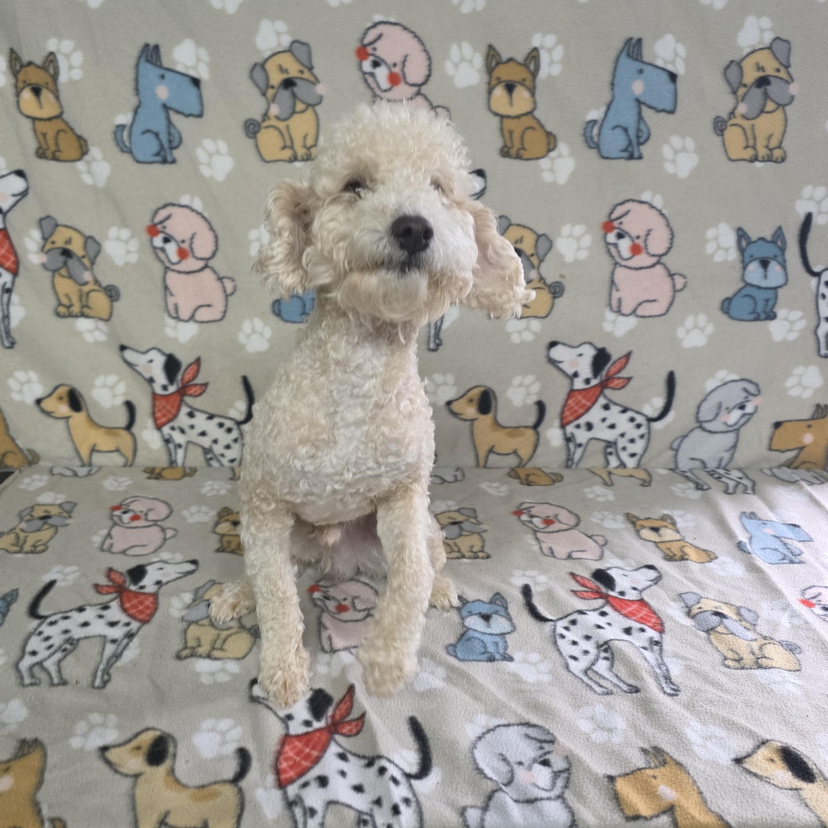 Dash, ADOPTABLE, Adult Male Miniature Poodle.