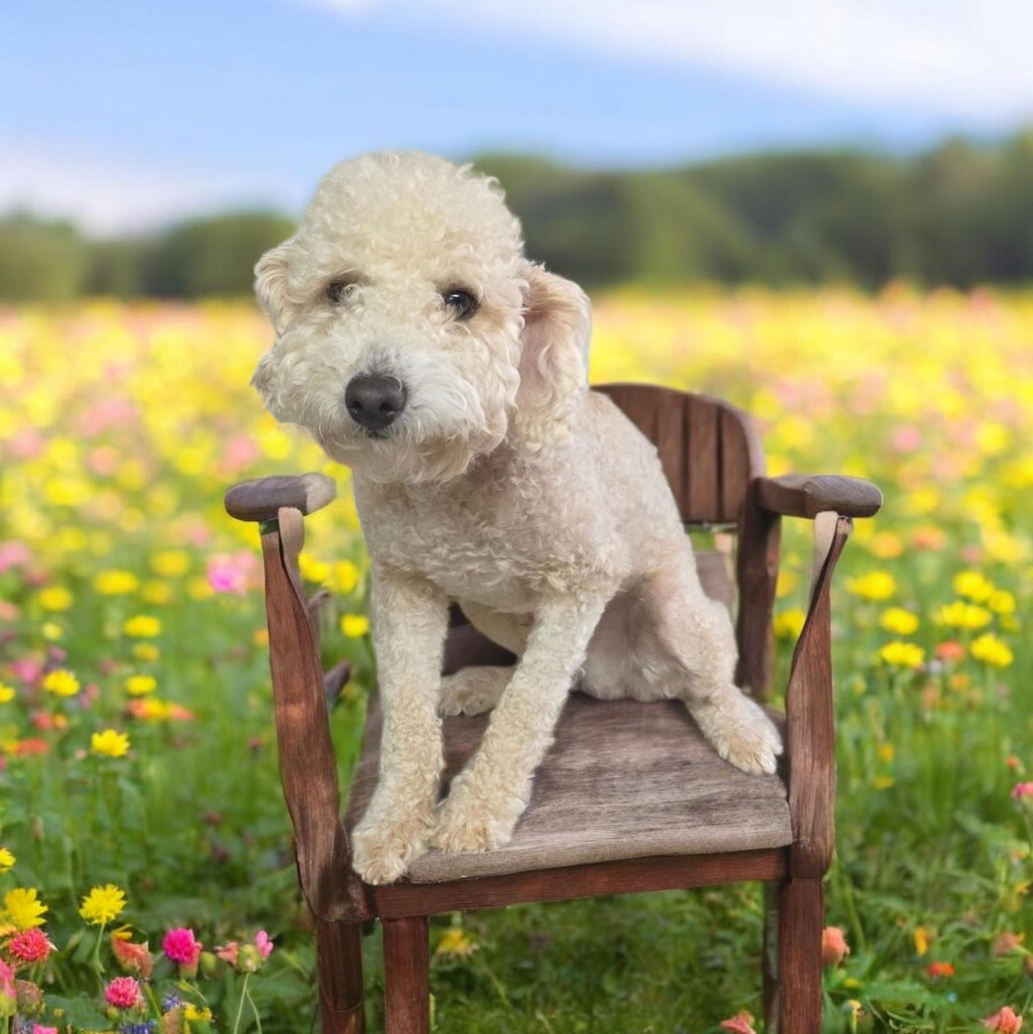 Dash, ADOPTABLE, Adult Male Miniature Poodle.